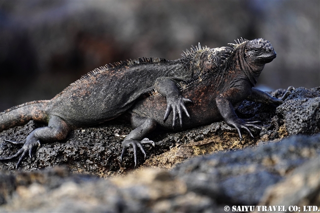 ウミイグアナ Maine Iguana