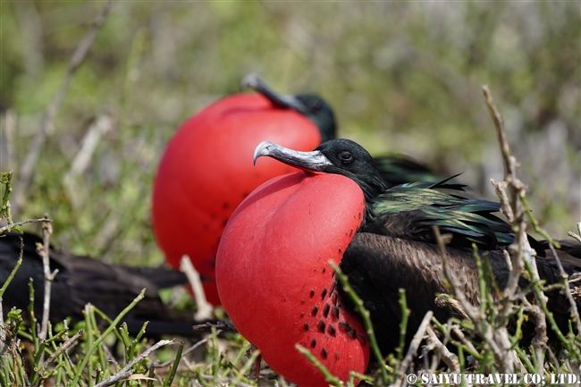 求愛ディスプレイ　ガラパゴスオオグンカンドリ Galapagos Great Frigatebird ヘノベサ島 Genovesa Island ガラパゴス諸島 (4)