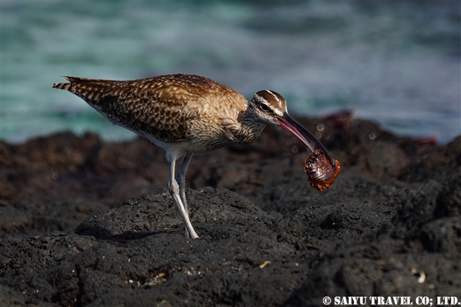 チュウシャクシギ Whimbrel ガラパゴス諸島 (2)