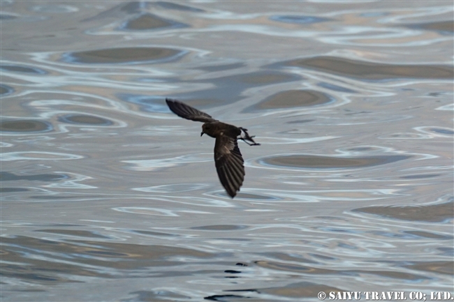 White-vented Storm peterel Oceanites gracilis galapafoensis