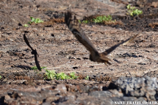 ガラパゴスコミミズク Galapagos Short-eared Owl ヘノベサ島 Genovesa Island Prince Philip's Step (9)