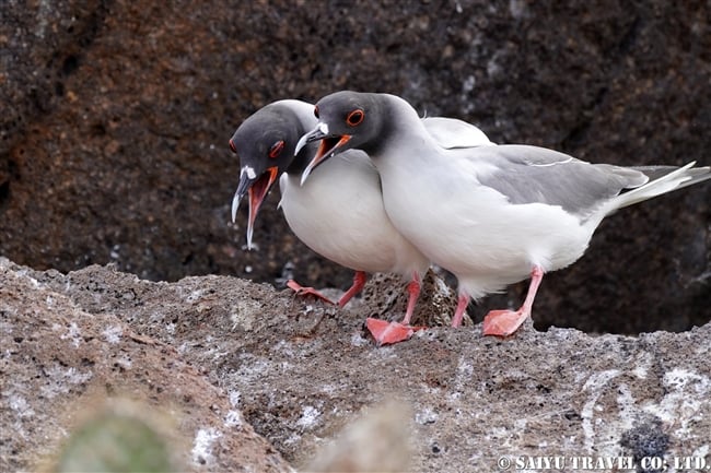 アカメカモメ　Swallow-tailed Gull ヘノベサ島 Genovesa Island Galapagos ガラパゴス諸島　ダーウィン湾 Darwin Bay (7)