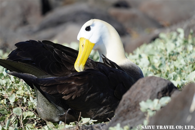 ガラパゴスアホウドリ Waved Albatross Española Island エスパニョーラ島 (7)