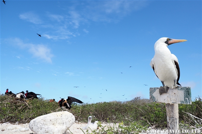 ナスカカツオドリ Nazca Booby ヘノベサ島 Genovesa Island ガラパゴス諸島 (6)