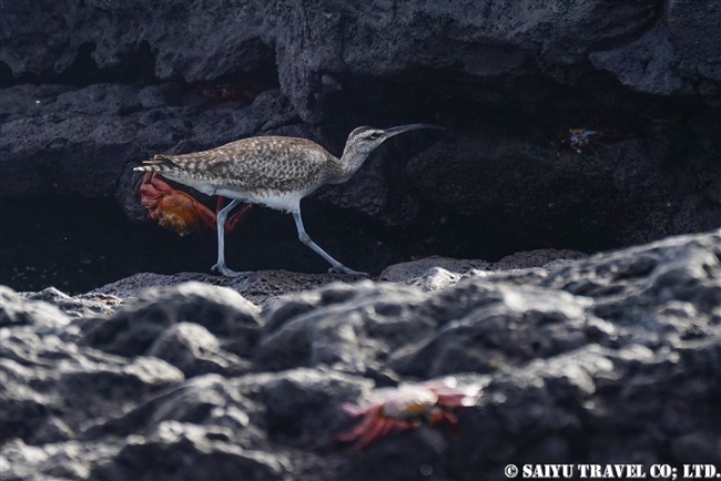 チュウシャクシギ Whimbrel ガラパゴス諸島 (1)