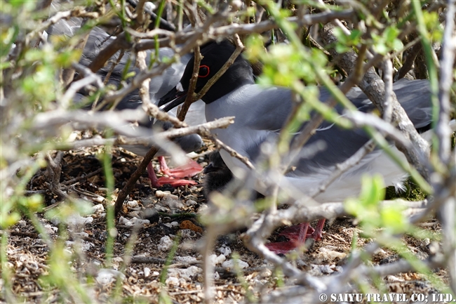 アカメカモメ　Swallow-tailed Gull ヘノベサ島 Genovesa Island Galapagos ガラパゴス諸島　ダーウィン湾 Darwin Bay (9)