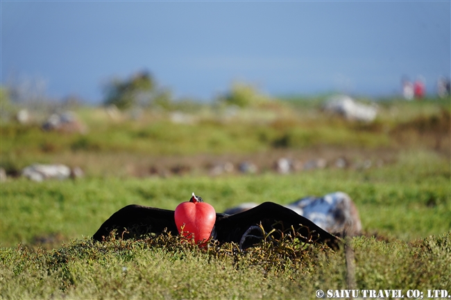 ノースセイモア島 North Seymour Islanad　求愛ディスプレイ　アメリカグンカンドリとオオグンカンドリ Magnificent Frigatebird Great Frigatebird(6)