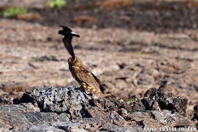 ガラパゴスコミミズク Galapagos Short-eared Owl ヘノベサ島 Genovesa Island Prince Philip's Step (8)