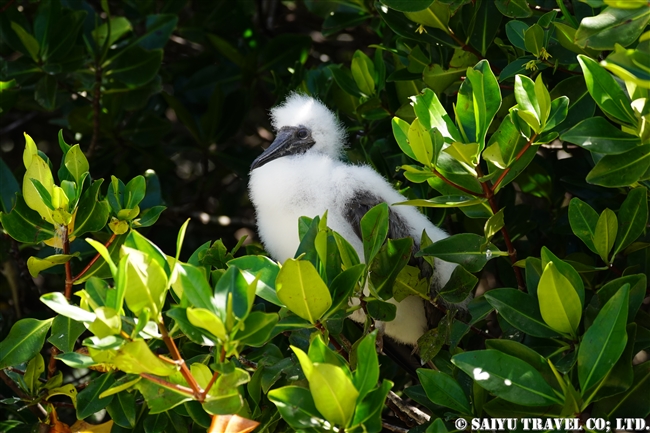 ガラパゴスアカアシカツオドリ Galapagos Red-footed Booby ヘノベサ島 Genovesa Island (6)