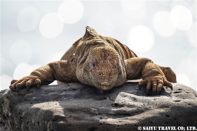 サンタフェリクイグアナ Santa Fe Land Iguana サンタ・フェ島 Santa Fe Island (3)