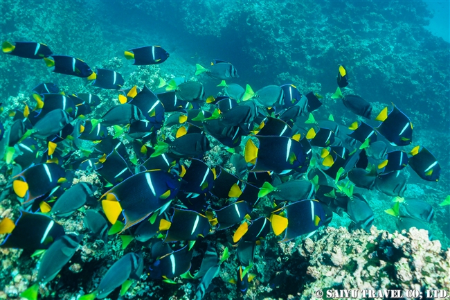 フロレアナ島 デビルズクラウン　Devils Crown　 King Angelfish yellow-tailed Surgeonfish(2)