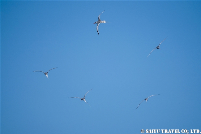 Red-billed Tropicbird アカハシネッタイチョウ　Genovesa Island ヘノベサ島 (4)