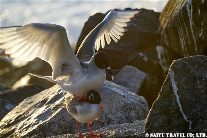 Swallow-tailed Gull　アカメカモメ　Española Island エスパニョーラ島 (18)