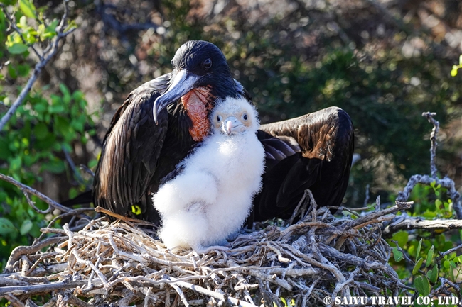 ノースセイモア島 North Seymour Islanad　アメリカグンカンドリMagnificent Frigatebird (2)