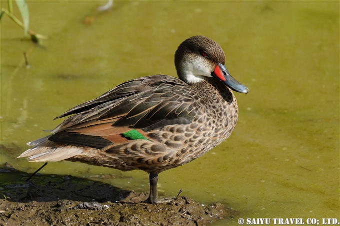 ガラパゴスホオジロオナガガモ Galapagos White-cheeked Pintail サンタクルス島 Santa Cruz Island (3)