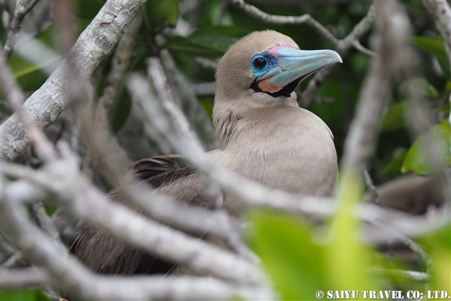 ガラパゴスアカアシカツオドリ Galapagos Red-footed Booby ヘノベサ島 Genovesa Island (7)