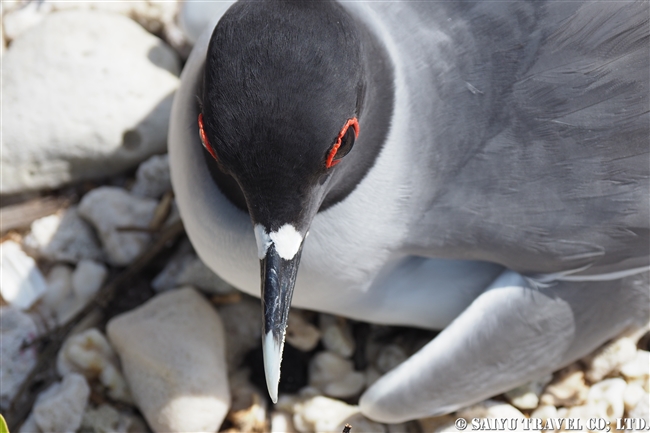 アカメカモメ　Swallow-tailed Gull ヘノベサ島 Genovesa Island Galapagos ガラパゴス諸島　ダーウィン湾 Darwin Bay (3)