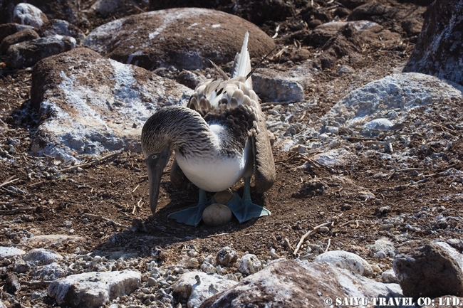 ノースセイモア島 North Seymour Islanad　Blue-footed Booby アオアシカツオドリ抱卵 (3)