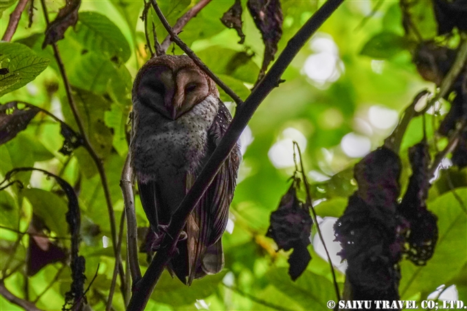 ガラパゴスメンフクロウ Galapagos Barn Owl サンタクルス島 Santa Cruz Island (5)