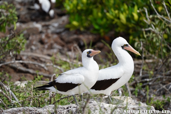 ナスカカツオドリ Nazca Booby ヘノベサ島 Genovesa Island ガラパゴス諸島 (3)