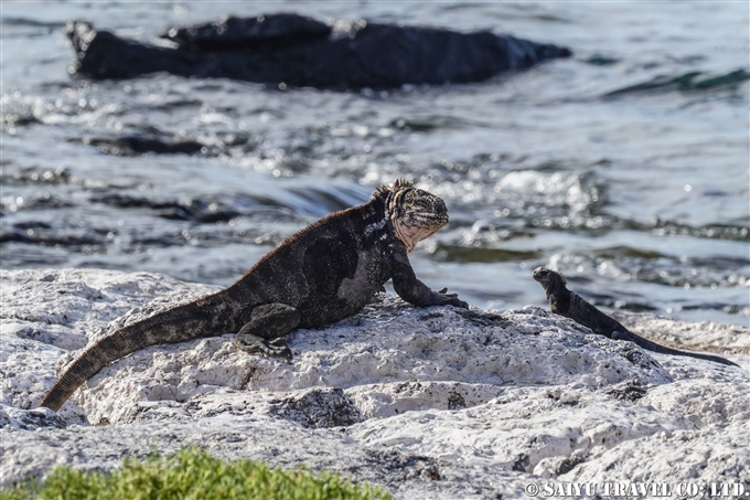 ハイブリッドイグアナ Hybrid Iguana とウミイグアナ Marine Iguana サウスプラザ島 South Plaza Island (6)