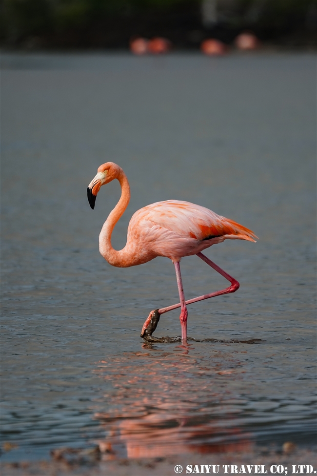 フラミンゴ科 ワイルドライフ Wildlife 世界の野生動物観察日記