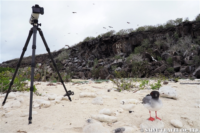 アカメカモメ　Swallow-tailed Gull ヘノベサ島 Genovesa Island Galapagos ガラパゴス諸島　ダーウィン湾 Darwin Bay (10)