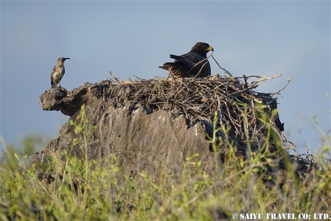 ガラパゴスノスリ Galapagos Hawk Española Island エスパニョーラ島 (15)