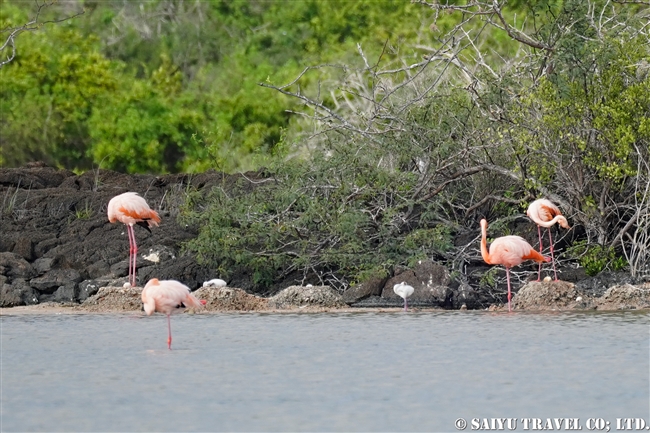 ガラパゴス諸島　フロレアナ島　プンタコルモラント Galapagos Floreana Island Punta Cormorant (4) ベニイロフラミンゴ American Famingo