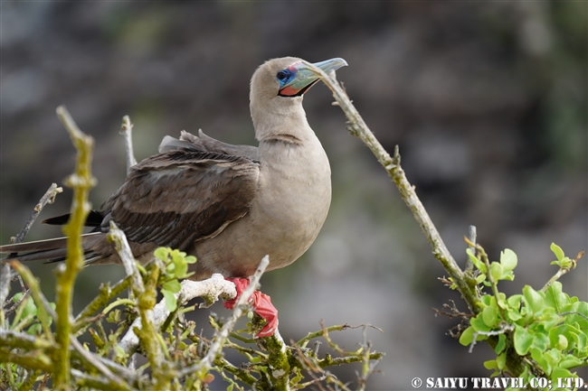 ガラパゴスアカアシカツオドリ Galapagos Red-footed Booby ヘノベサ島 Genovesa Island (3)