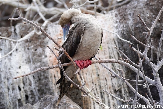 ガラパゴスアカアシカツオドリ Galapagos Red-footed Booby ヘノベサ島 Genovesa Island (5)