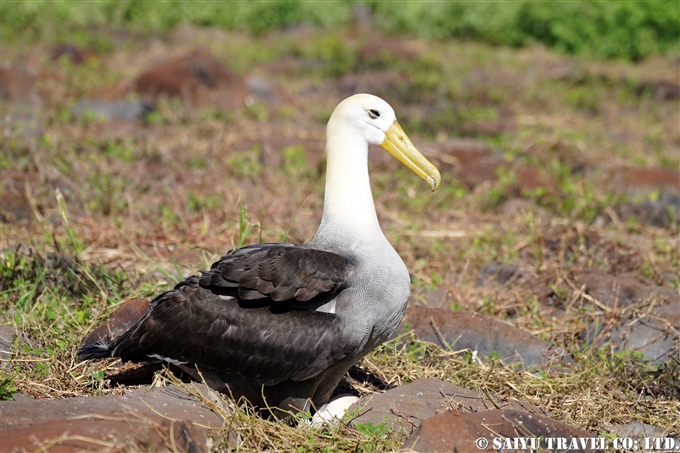 ガラパゴスアホウドリ Waved Albatross Española Island エスパニョーラ島 (2)
