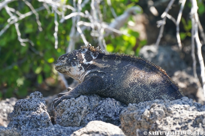 ハイブリッドイグアナ Hybrid Iguana サウスプラザ島 South Plaza Island (1)