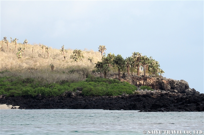 サンタ・フェ島 Santa Fe Island (5)