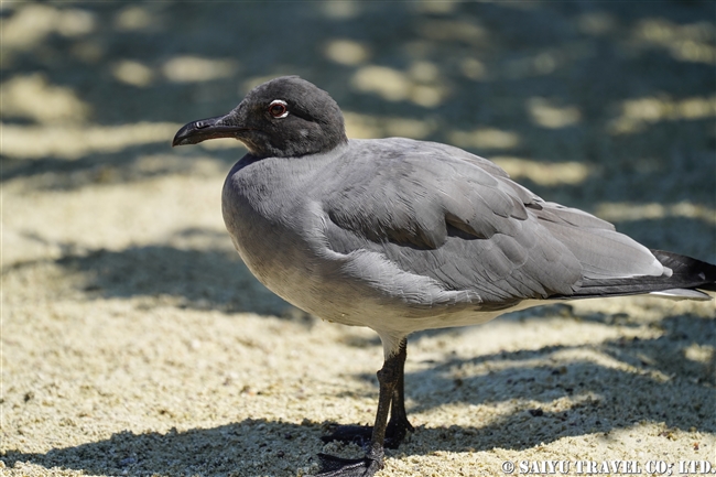 ヨウガンカモメ Lava Gull ヘノベサ島 Genovesa Island (3)