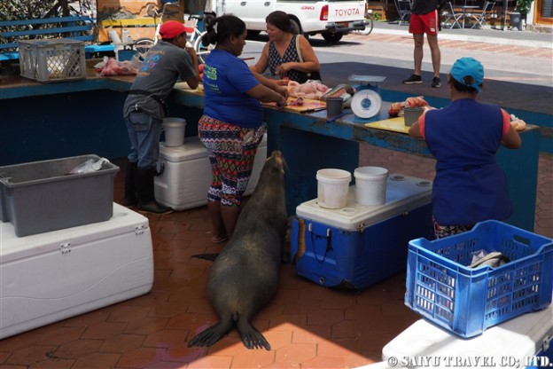 プエルト・アヨーラ　Puero Ayora 魚市場 Fish Market サンタクルス島 Santa Cruz Island (9)