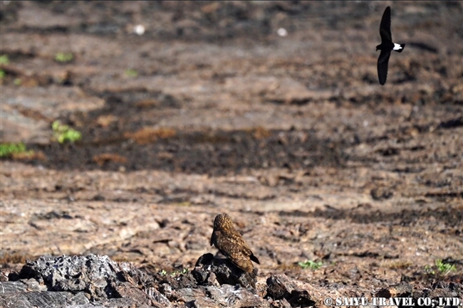 ガラパゴスコミミズク Galapagos Short-eared Owl ヘノベサ島 Genovesa Island Prince Philip's Step (11)