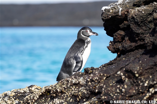 ガラパゴスペンギン Galapagos Penguin (1)