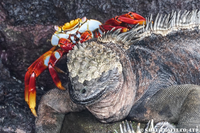 ウミイグアナ　Marine Iguana Puerto Egas サンチャゴ島 (3)