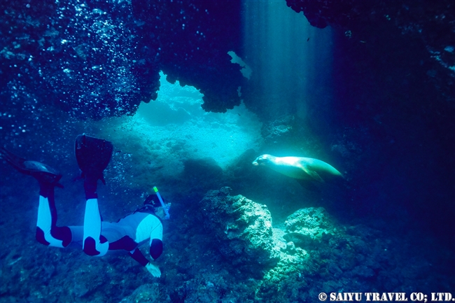 フロレアナ島 デビルズクラウン　Devils Crown Galapagps SeaLion ガラパゴスアシカ　 (3)