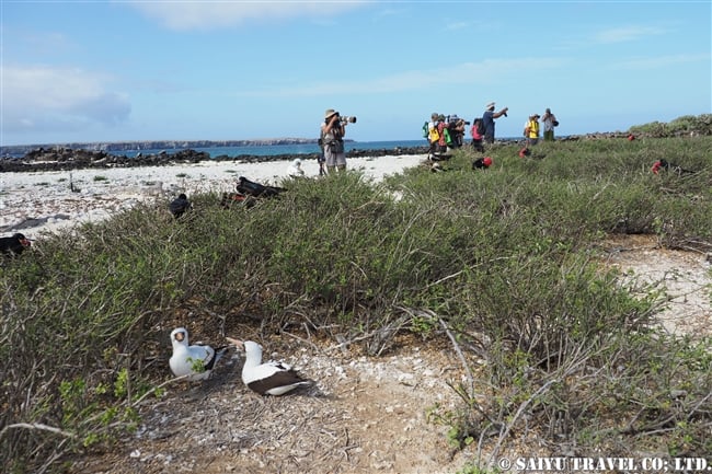 ナスカカツオドリ Nazca Booby ヘノベサ島 Genovesa Island ガラパゴス諸島 (4)