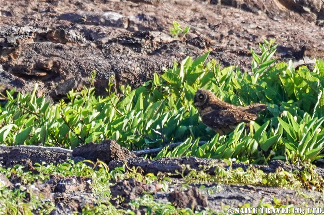 ガラパゴスコミミズク Galapagos Short-eared Owl ヘノベサ島 Genovesa Island Prince Philip's Step (6)