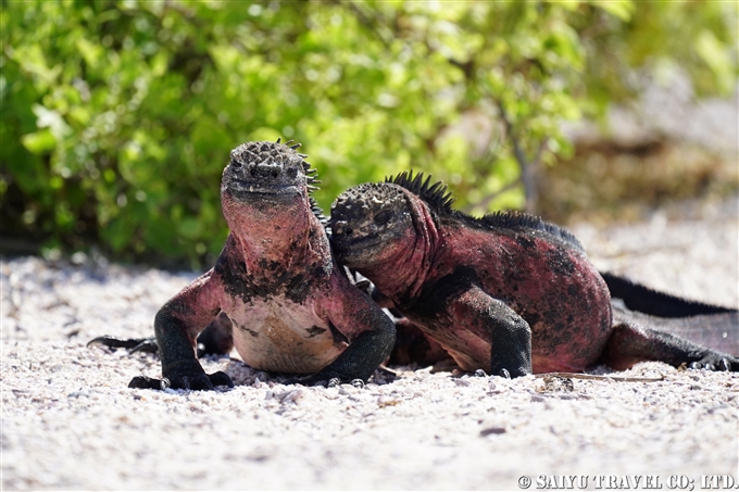 ウミイグアナ Marine Iguana Española Island エスパニョーラ島 (1)