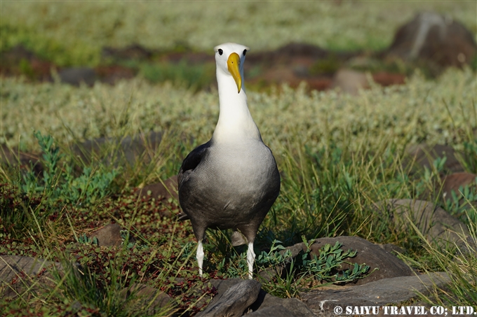 ガラパゴスアホウドリ Waved Albatross Española Island エスパニョーラ島 (14)