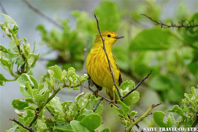 ガラパゴスキイロアメリカムシクイ Galapagos Yellow Warbler