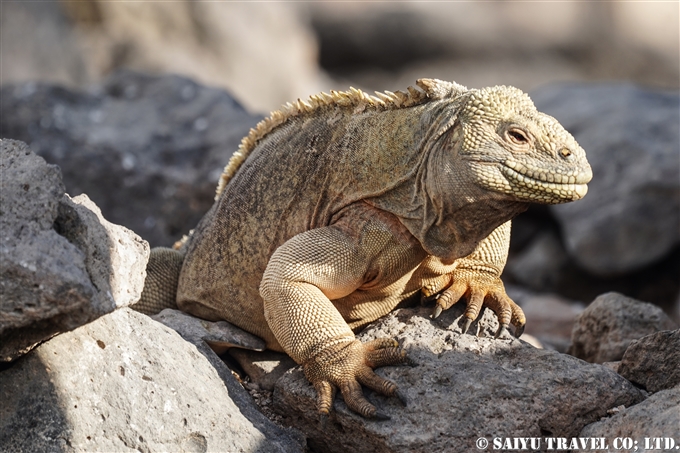 サンタフェリクイグアナ Santa Fe Land Iguana サンタ・フェ島 Santa Fe Island (1)