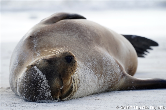 ガラパゴスアシカ Galapagos Sea Lion Española Island　Gardner Bay ガードナーベイ エスパニョーラ島　 (3)