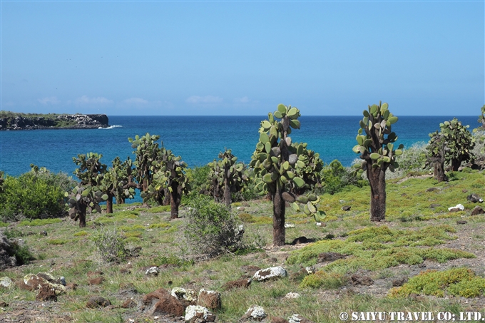 サウスプラザ島 South Plaza Island (8)