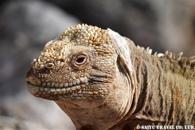 サンタフェリクイグアナ Santa Fe Land Iguana サンタ・フェ島 Santa Fe Island (4)