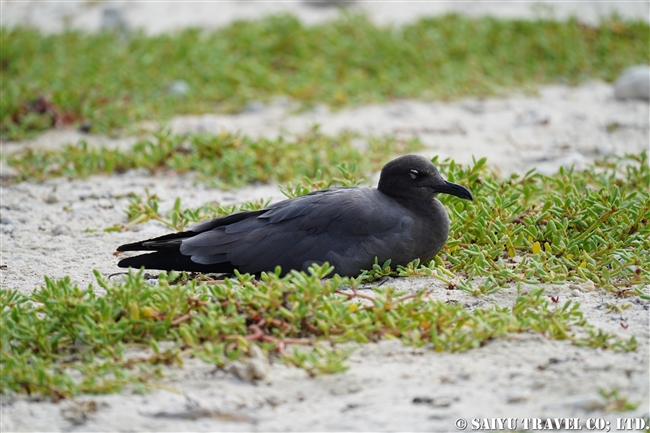 ヨウガンカモメ Lava Gull ヘノベサ島 Genovesa Island (1)